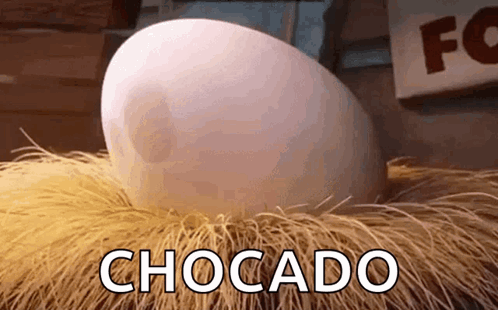 Large White Egg on Hay With Chocado
