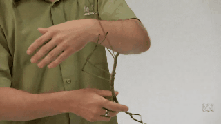 Largest Stick Insect GIF
