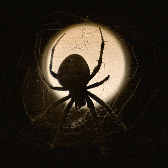 Larinioides Sclopetarius Spider GIF