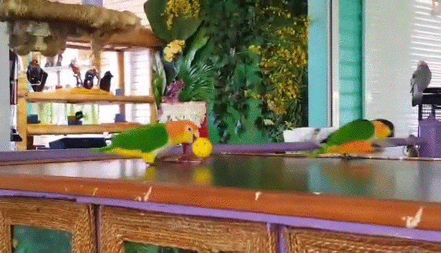 Larry Bird Parrot GIF