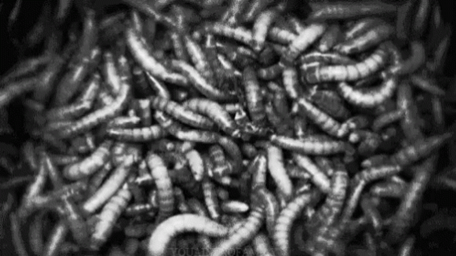 Larvae Worm GIF