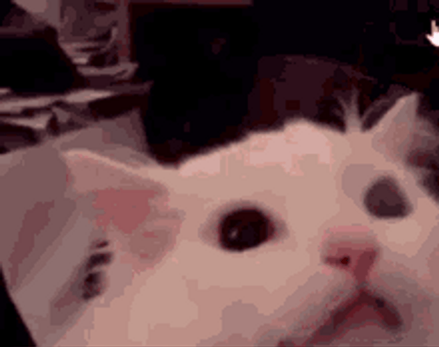 Laser Eyes Cat Reeee GIF