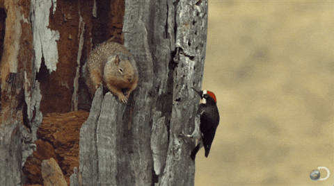 Laugh Woody Acorn Woodpecker GIF