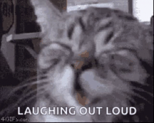 Laughing Cat Close Up