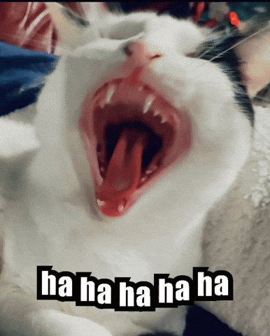 Laughing Cat Gif GIF