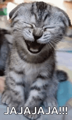 Laughing Cat Jajaja