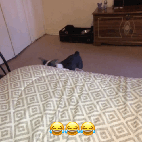 Laughing Hard Emoji Dog Fail GIF