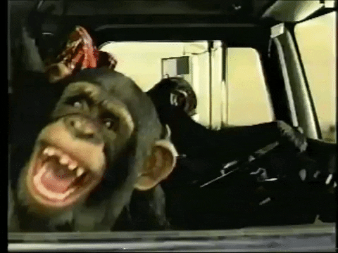 Laughing Meme Hilarious Monkeys Crackling GIF