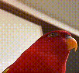 Laughing Parrot Gif GIF