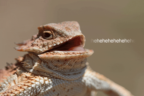 Laughter Hehehe Lizard GIF