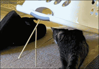 Laundry Basket Trap Cat Meme GIF