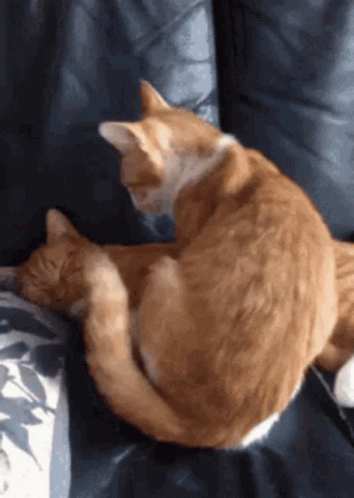 Lay Down Cats Snuggle GIF