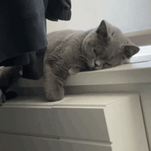 Lay Down Sleepy Cat GIF