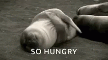 Laying Sealion Tummy Rumbling So Hungry GIF