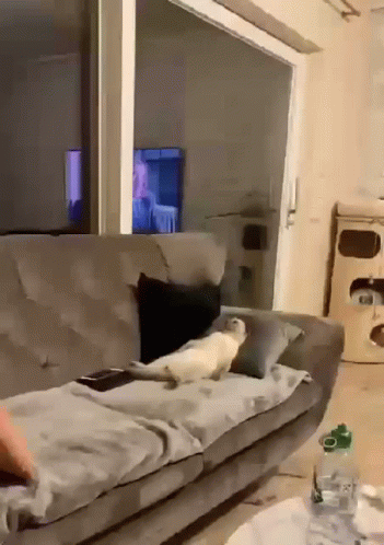 Lazy White Cat On Couch GIF