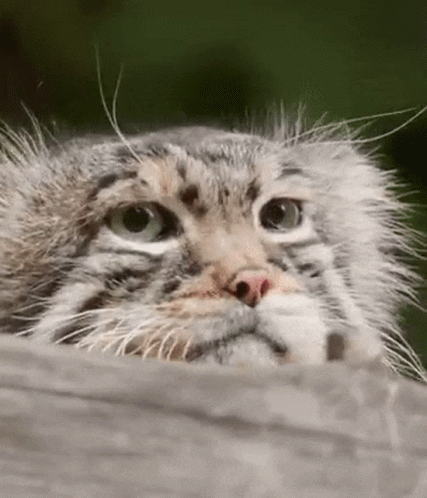Lazy Pallas's Cat GIF