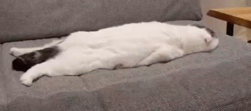 Cat On Couch Sleeping GIF