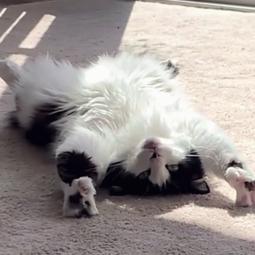 Lazy Cat Chilling Out GIF