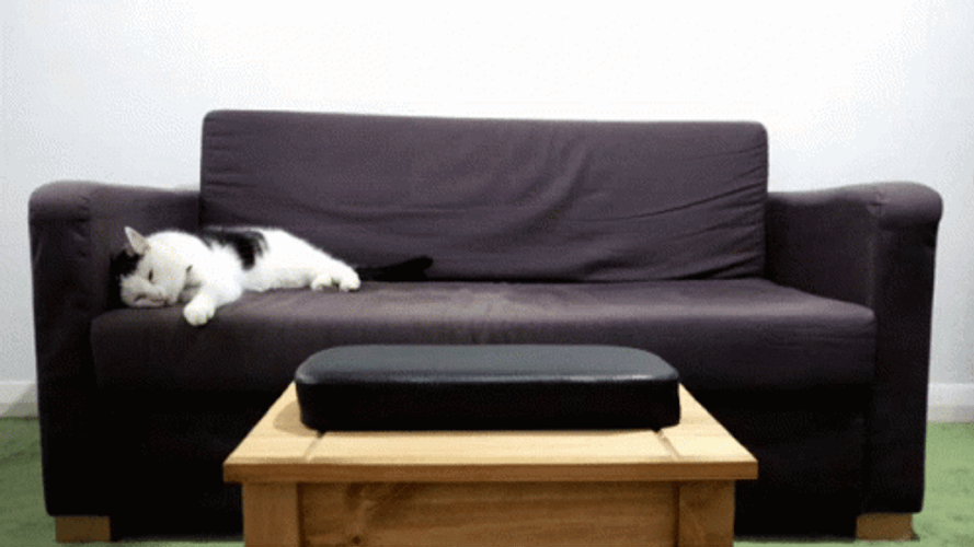 Lazy Cat Black Couch GIF