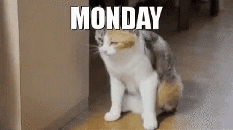 Lazy Cat Crazy Monday GIF