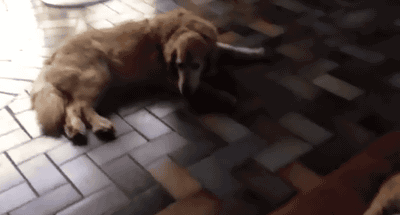 Lazy Cat Laying On Her Bed GIF