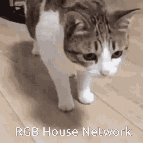 Lazy Cat Lies Down Rgb House Network GIF