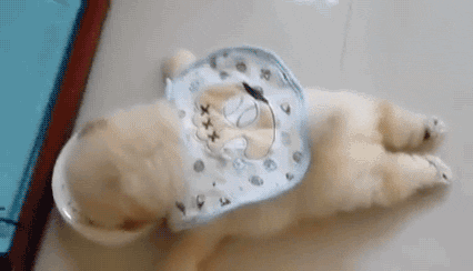 Lazy Chow Dog Eating GIF