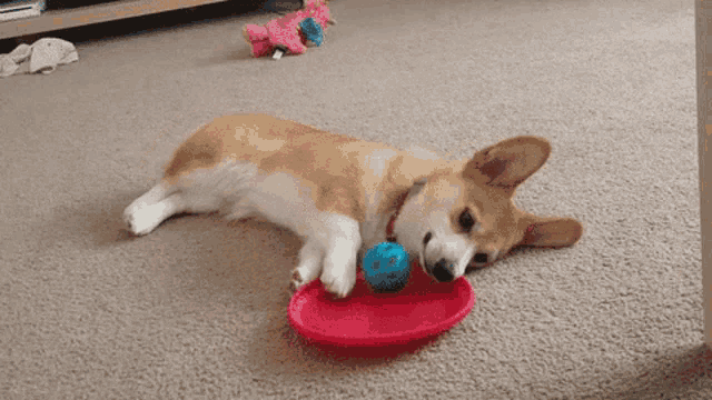 Lazy Corgi Playing GIF