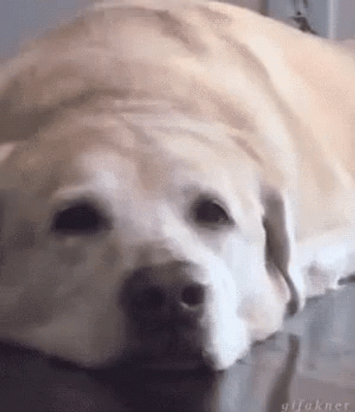 Lazy Cute Labrador Retriever Dog Smile GIF