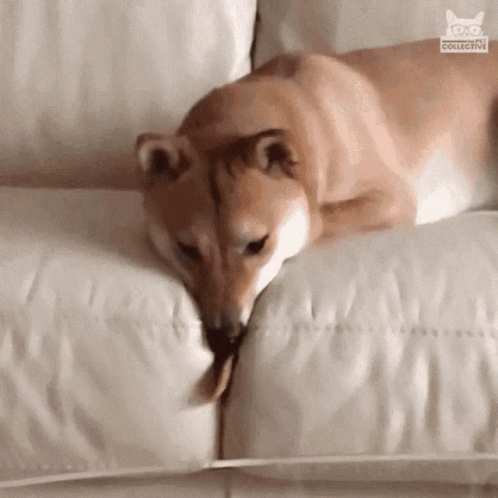 Lazy Dog Licking Butter GIF