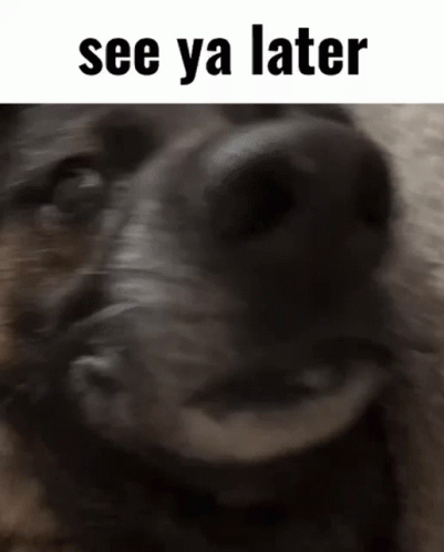 Lazy Dog Want's To See You Later GIF