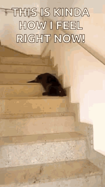 Lazy Funny Cat Sliding Down The Stairs GIF