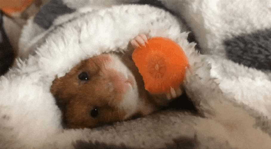 Lazy Hamster Eating Carrot In Bed Meme GIF