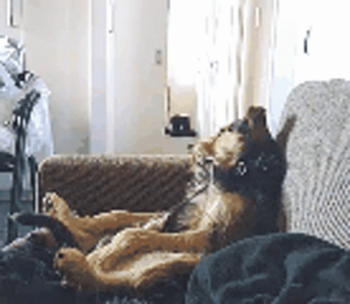Lazy Saturday Adorable Dog GIF