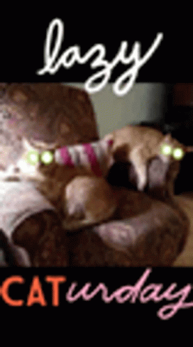 Lazy Saturday Caturday GIF