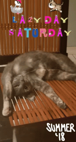 Lazy Saturday Summer GIF