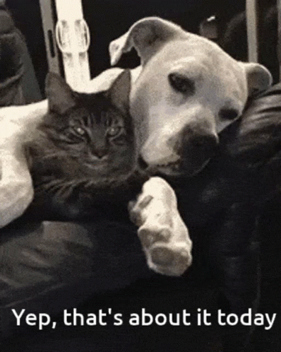 Lazy Saturday That's About It Today GIF