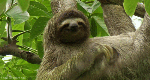 Lazy Sloth Hanging By The Tree GIF