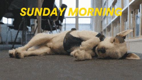 Lazy Sunday Not Feeling To Move GIF