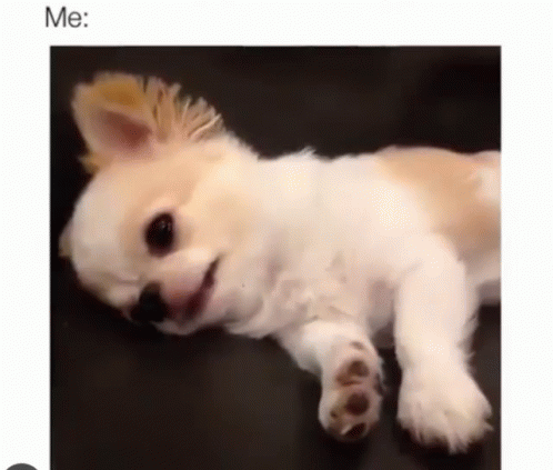 Lazy Sunday Yawning Small Dog GIF