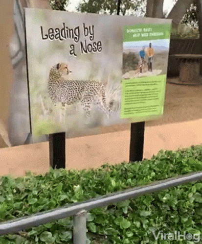 Leading By A Nose Sign With Cheetah GIF