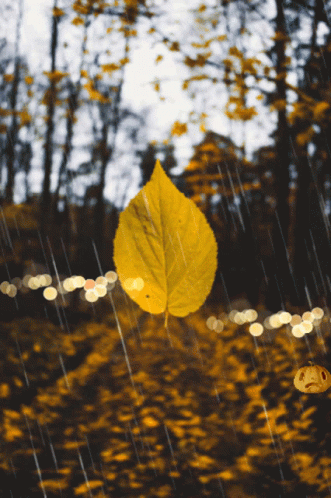 Leaf Enduring The Nature Act GIF