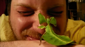 Leaf Insect Crawls GIF
