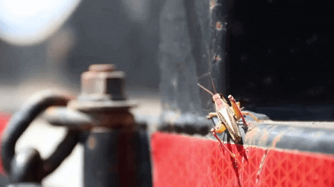 Leaping Crickets In Wildlife GIF