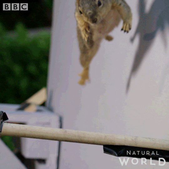 Leaping Squirrel Animal GIF