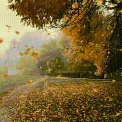 Leaves Falling From Tree on Road