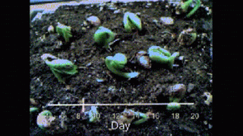 Leaves Growing In Time Lapse GIF