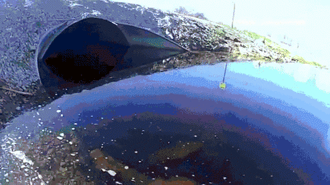 Leech In A Drainage Ditch GIF