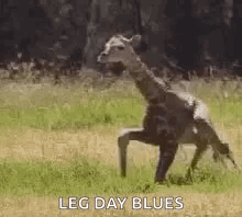 Leg Day Baby Giraffe Trying To Stand GIF