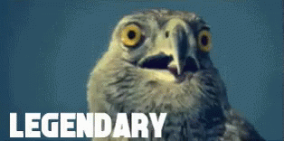Legendary Owl Close Up
